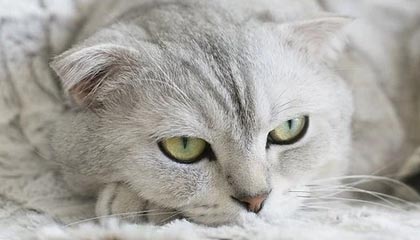 金沙娱乐App下载|乒乓球赛事v8.5.6